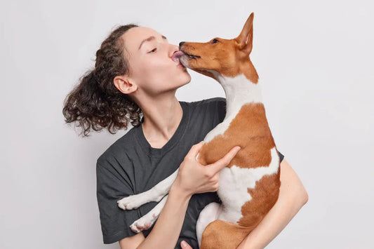 Basenji licking a woman's face
