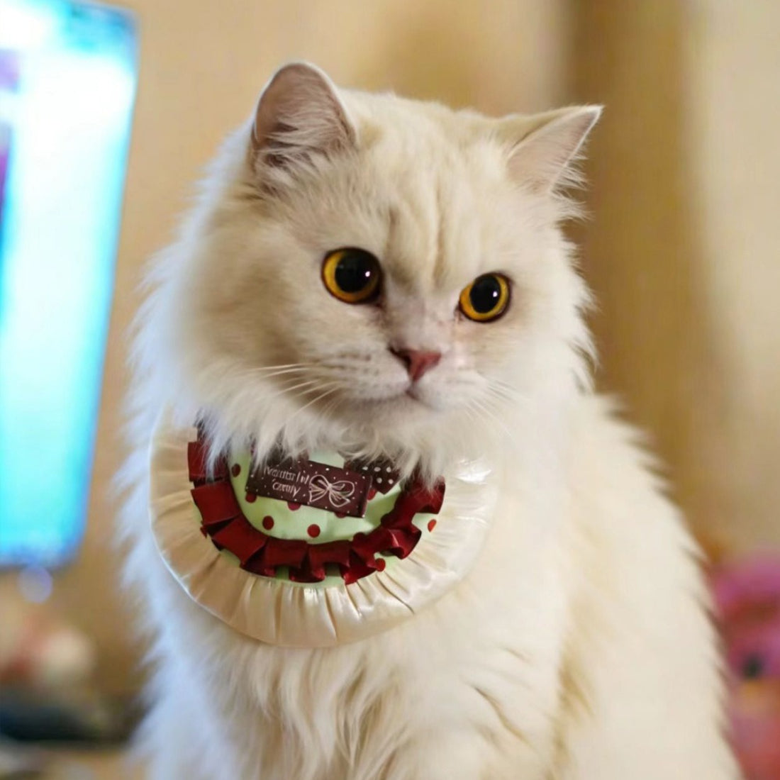 Close-up of Mokka cat's face with polka dot bow bib in soft lighting