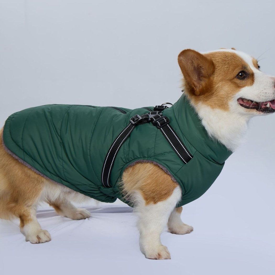 Ozzie - Casual Fall Winter Dog Outfit for Walks