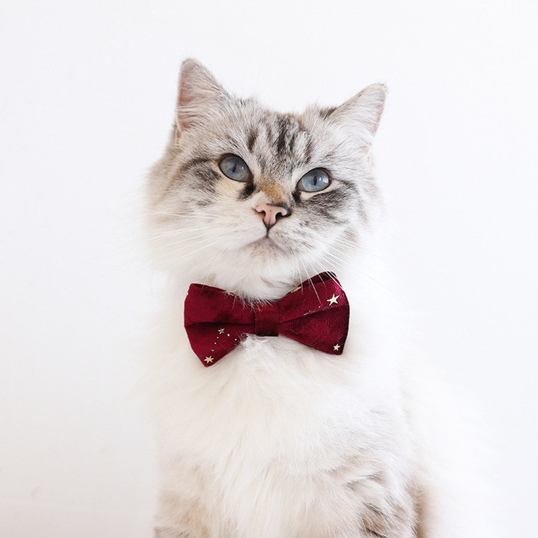 Mokka - Decorative Bow Tie Collar with Bell for Cats