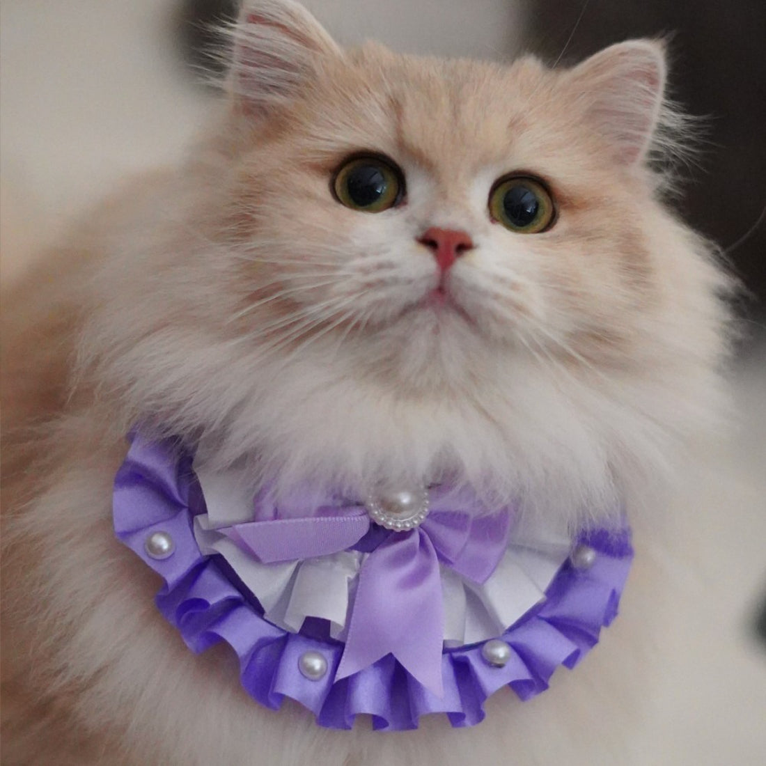 Close-up of Mokka cat collar showing layered bow detail and stitching