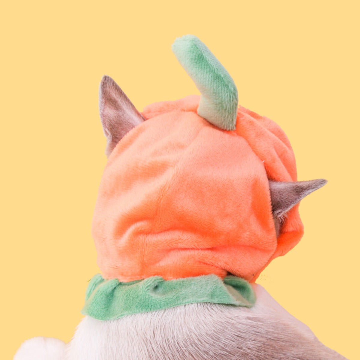 Ozzie - Persimmon Purrfection Cat Costume Hat