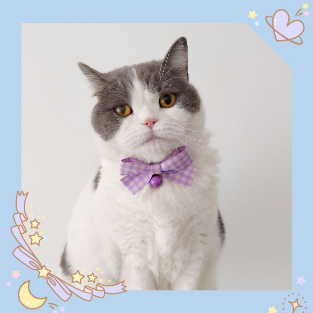 Mokka - Plaid Bow Bell Adjustable Cat Collar