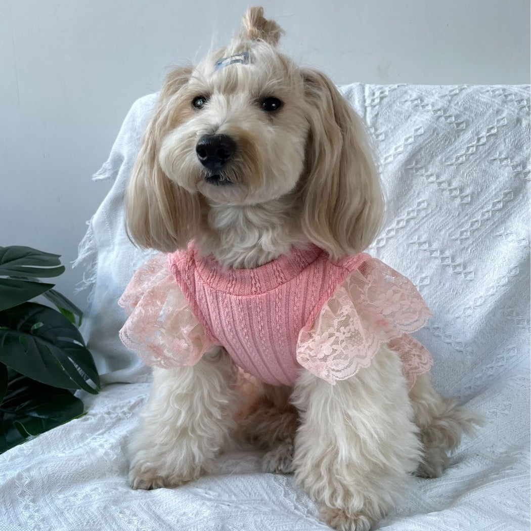 Ozzie - Casual Lace Trim Cat and Dog Pet Dress
