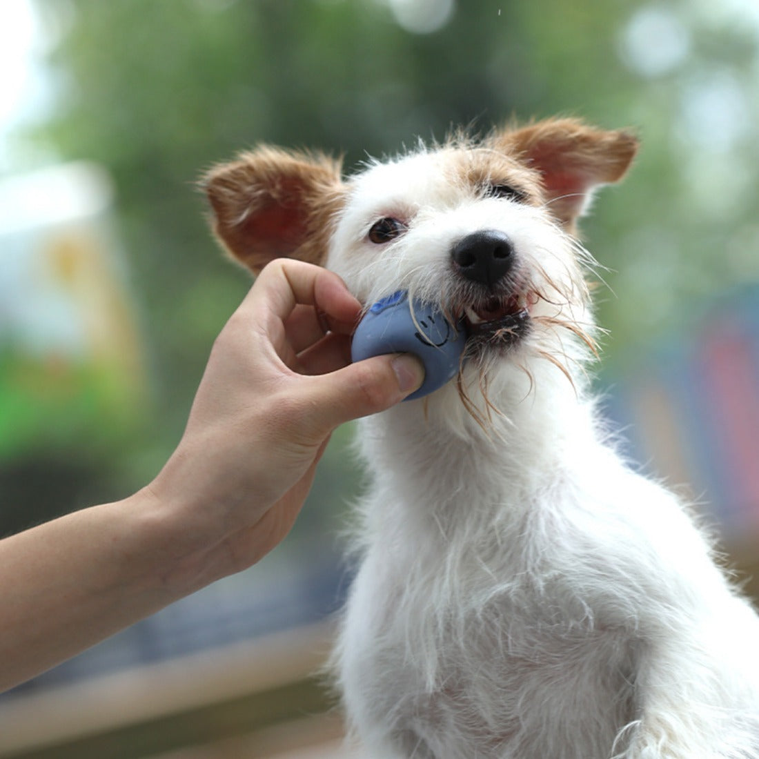 Petkin - Fruit-Shaped Squeaky Pet Toy