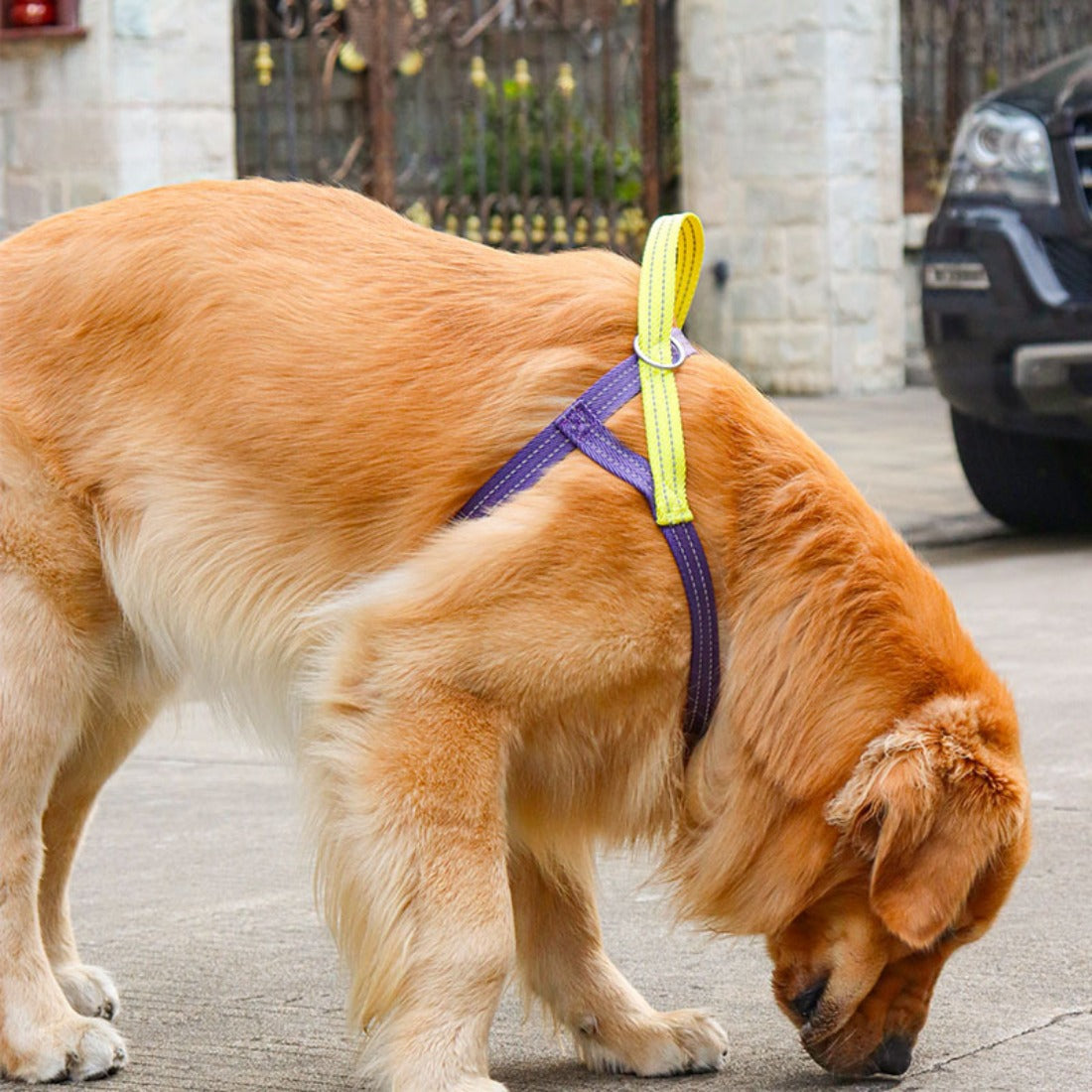 Loofie - Color-Block Pet Harness Collar