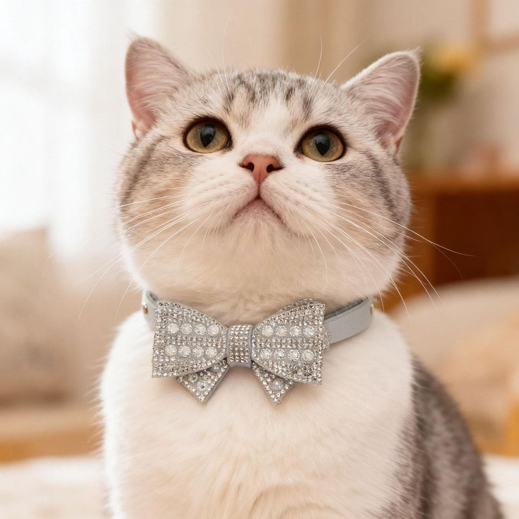 Mokka - Sparkly Bow Accent Pet Collar