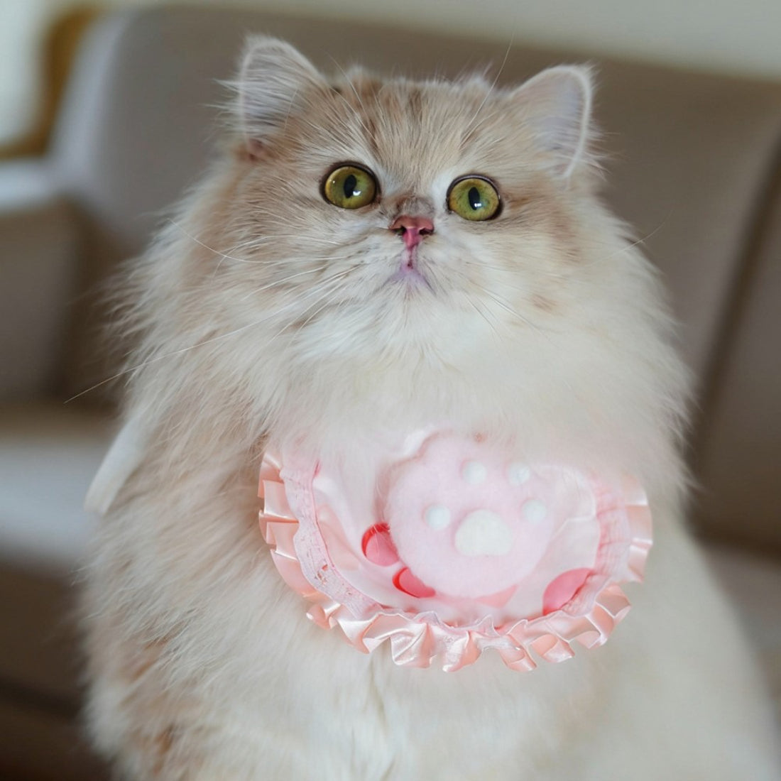 Close-up of Mokka Ruffle Paw Cat Bib fabric and paw print design