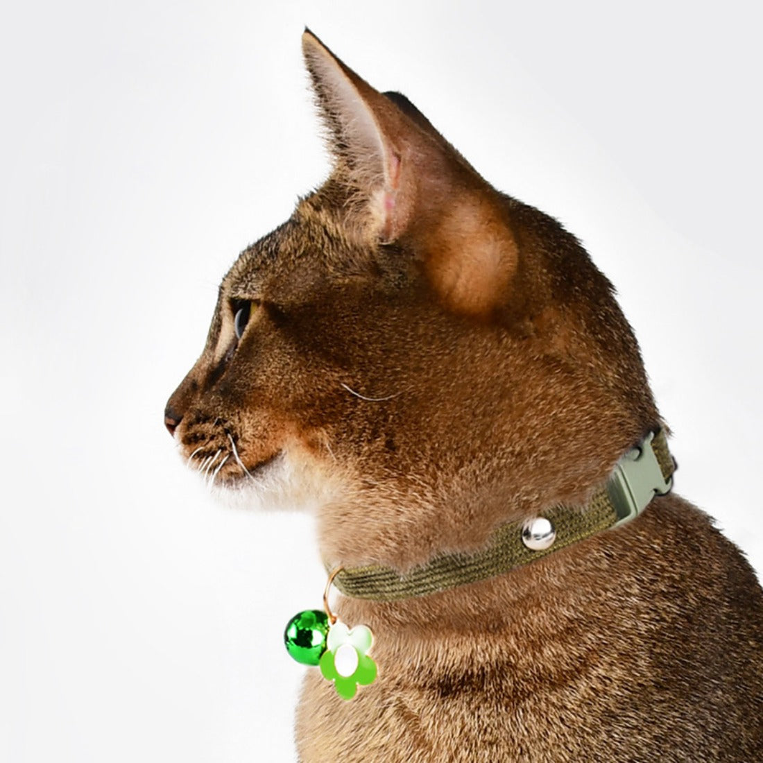 Mokka - Colorful Bell Pet Collar