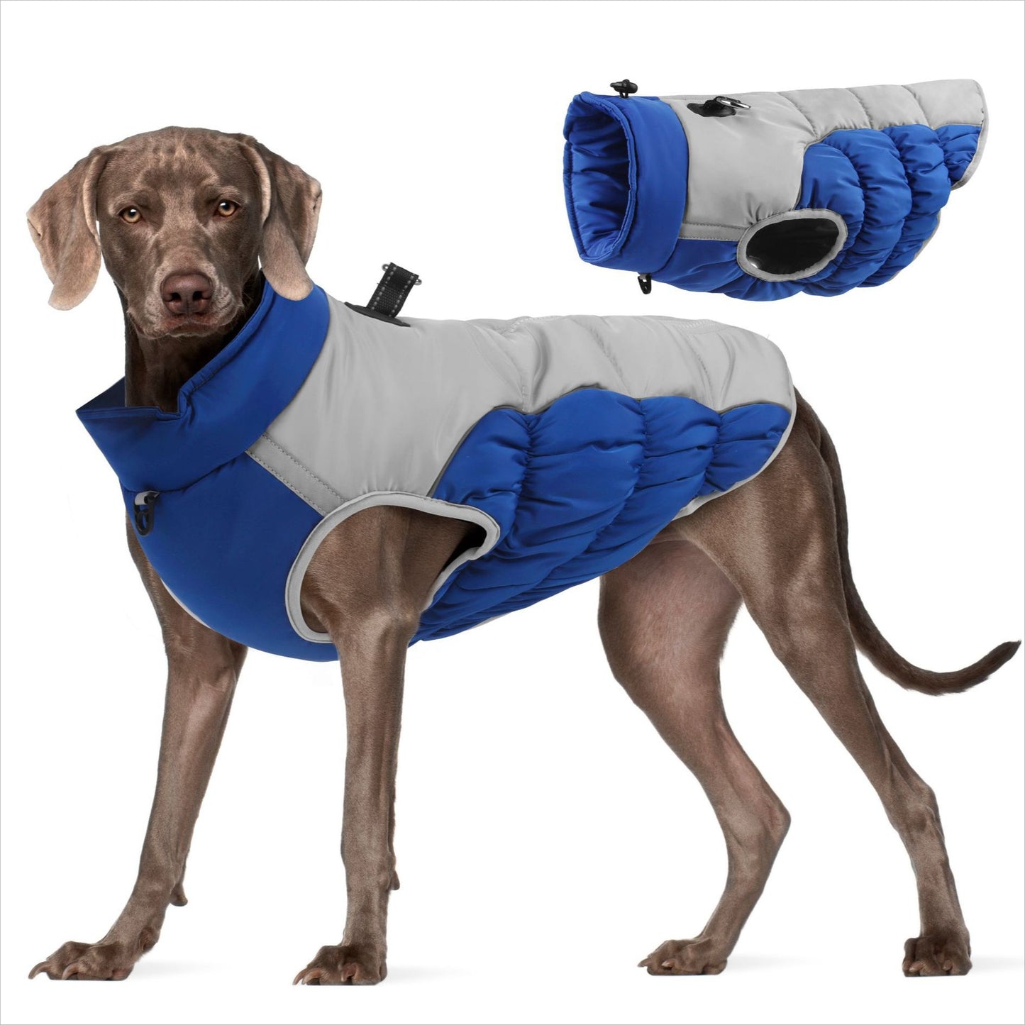 Ozzie - Colorful Waterproof Reflective Winter Jacket for Pets