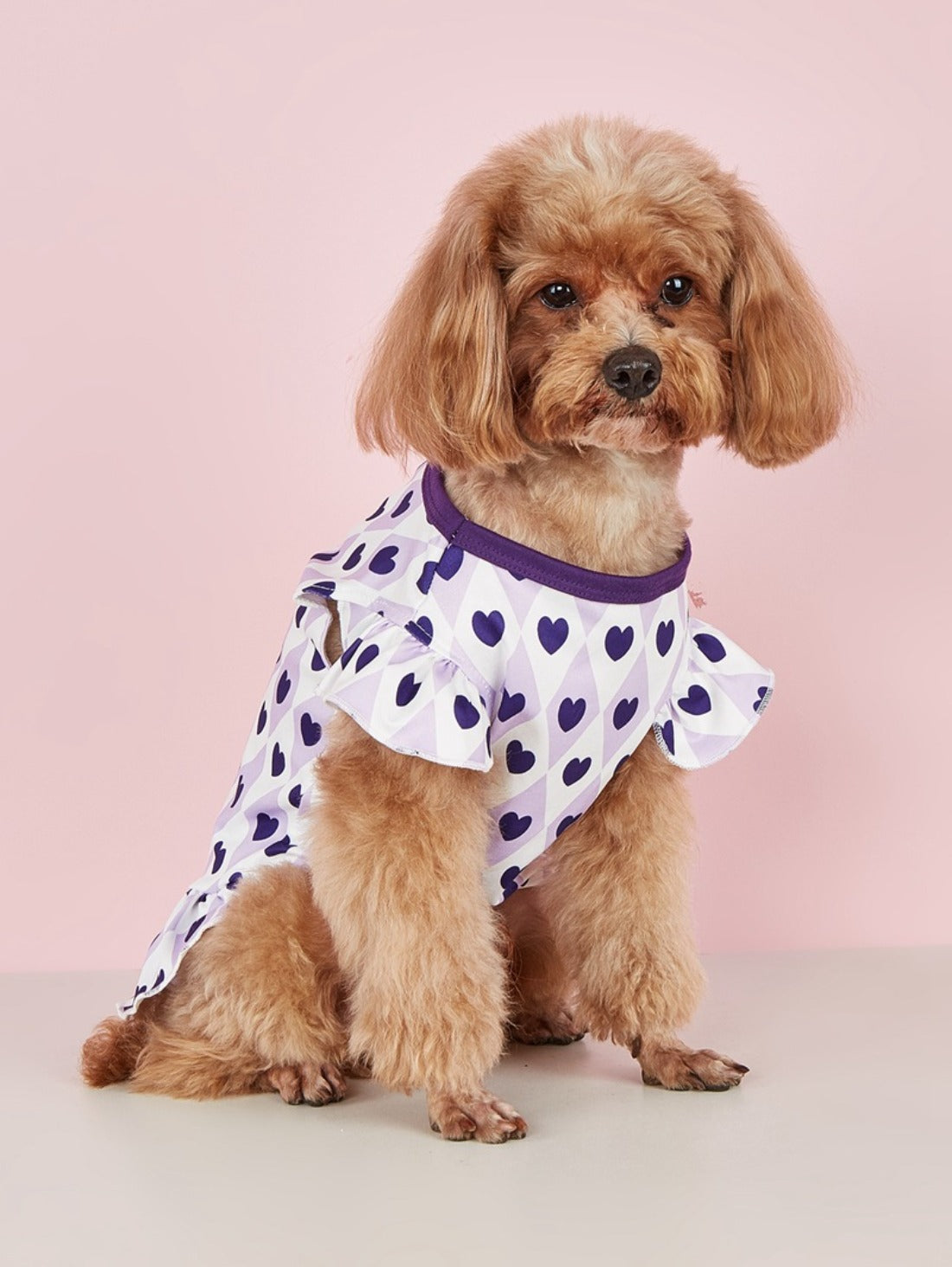 Small dog in Ozzie heart pattern dress sitting on gray carpet indoors