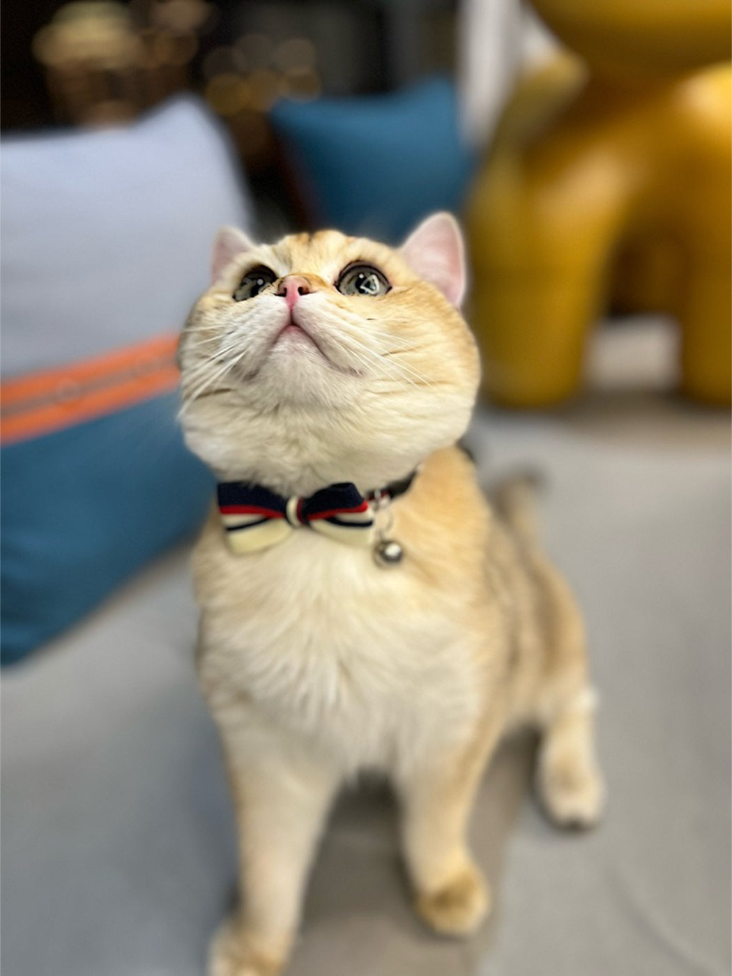 Mokka striped bow breakaway adjustable cat collar with visible buckle and bow detail