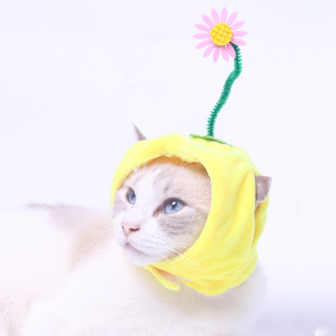 Ozzie - Fruit-Shaped Pet Hat