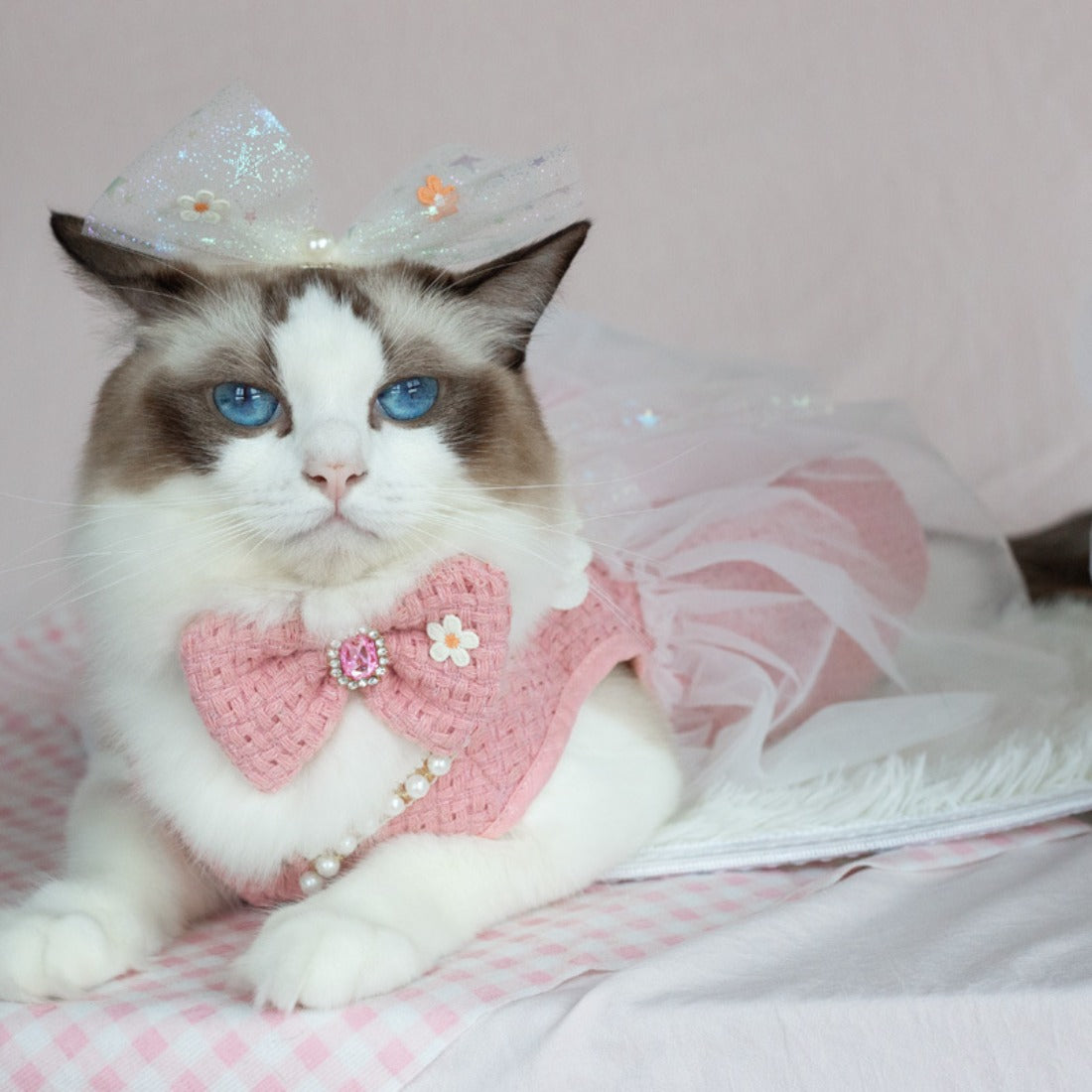 Ozzie cat wearing a pink princess tulle dress with a large bow on the back