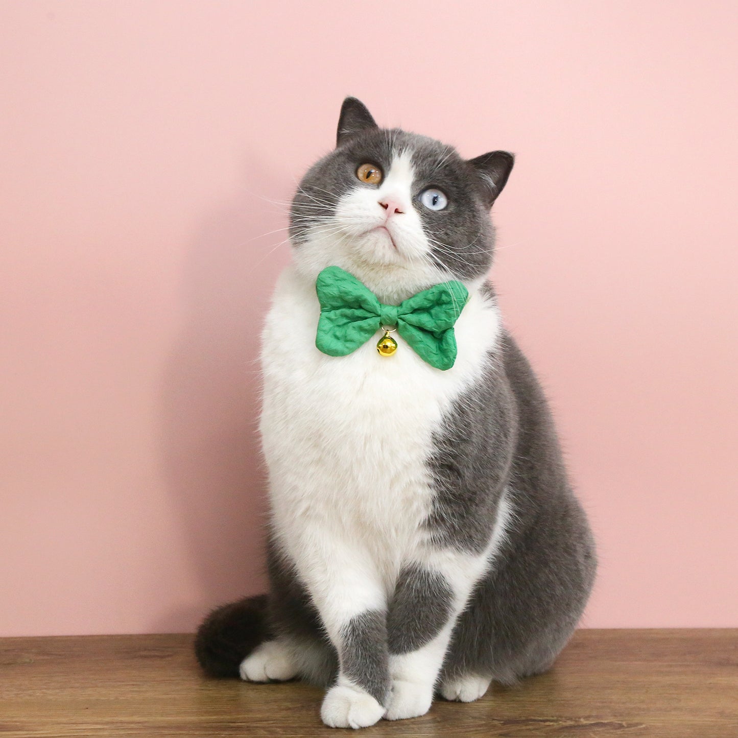 Mokka - Colorful Bow Tie Cat Collar