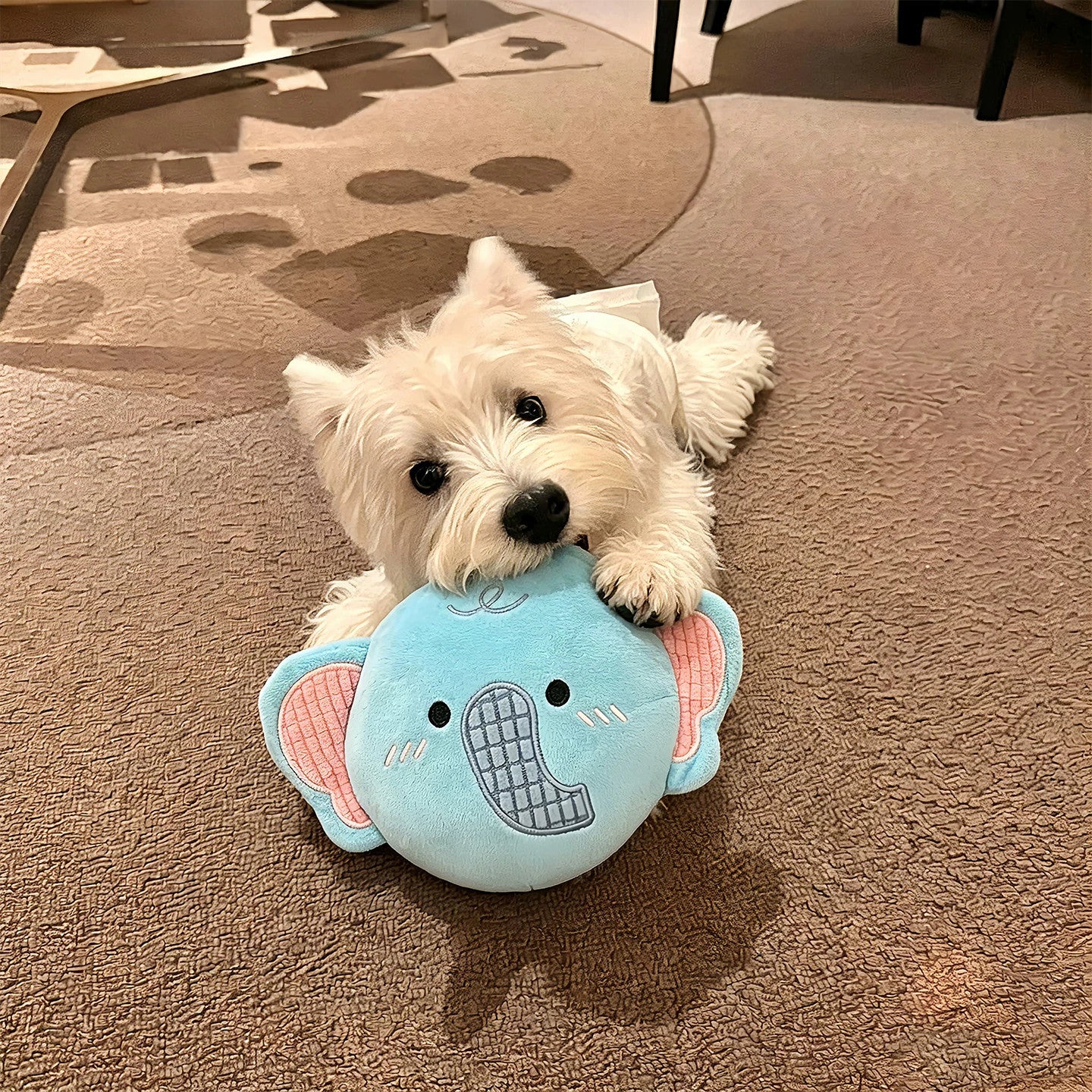 Petkin - Flat Disc-Shaped Dog Toy
