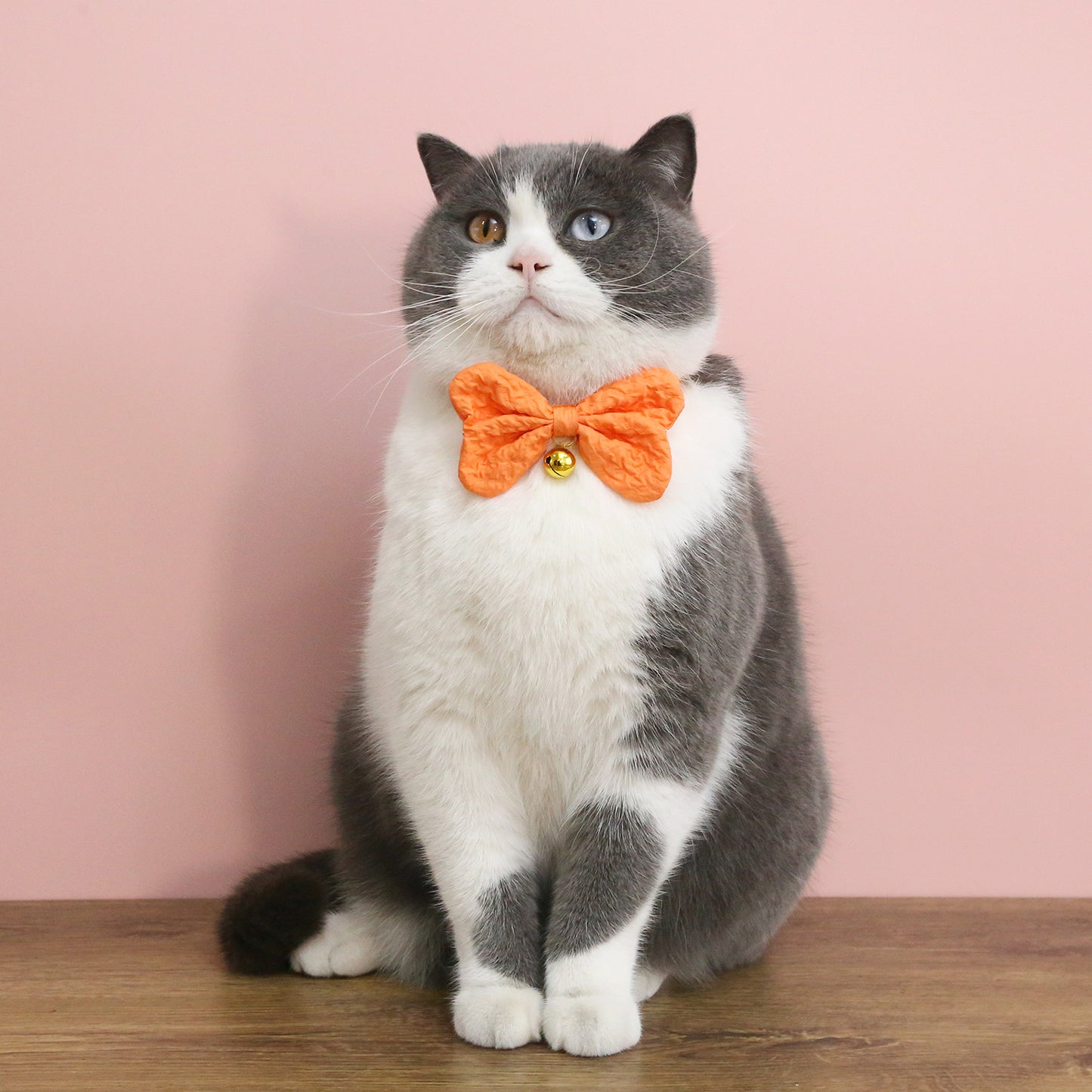 Mokka - Colorful Bow Tie Cat Collar