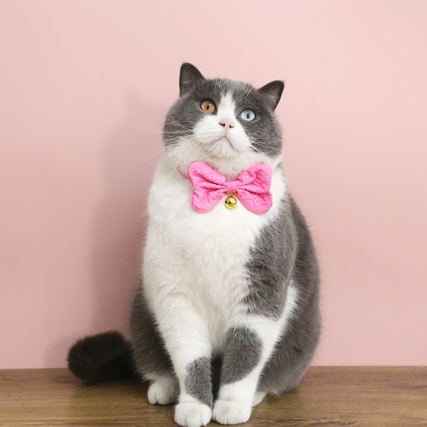 Mokka - Colorful Bow Tie Cat Collar