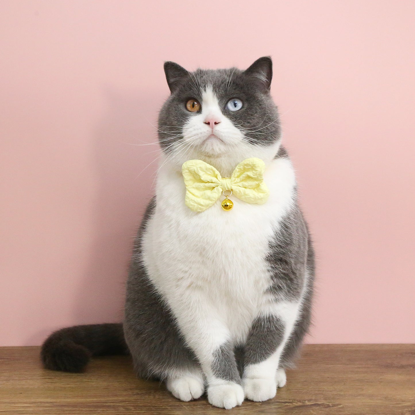 Mokka - Colorful Bow Tie Cat Collar