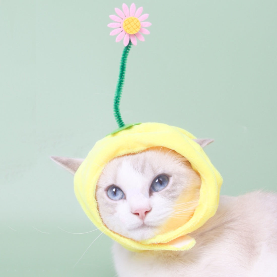 Ozzie - Fruit-Shaped Pet Hat