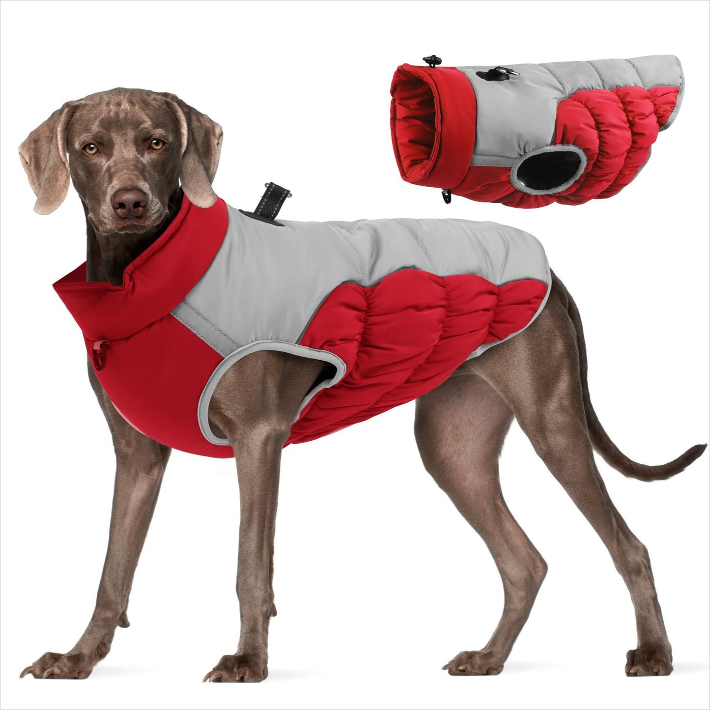 Ozzie - Colorful Waterproof Reflective Winter Jacket for Pets