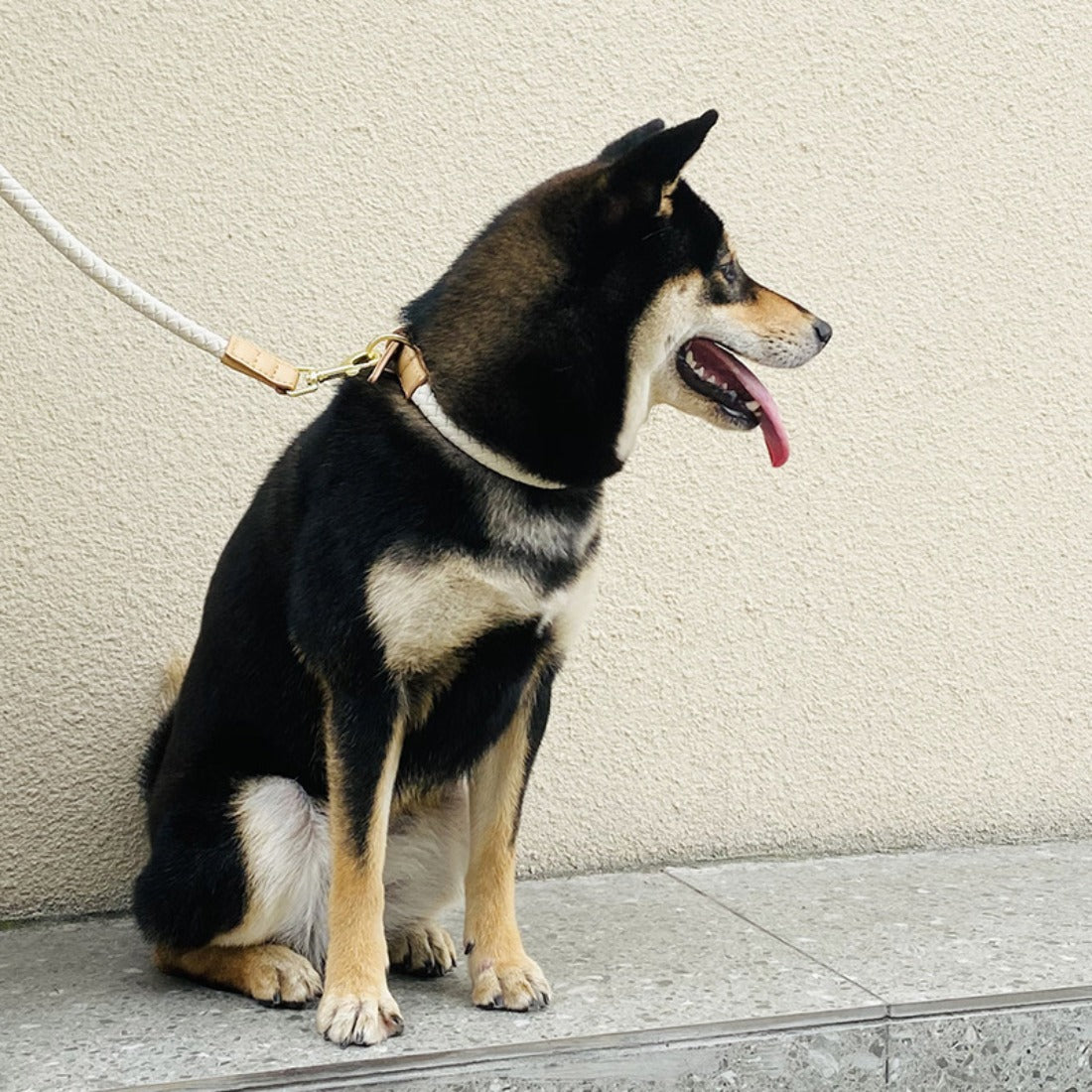 Loofie - Colorful Pet Collar and Leash Set