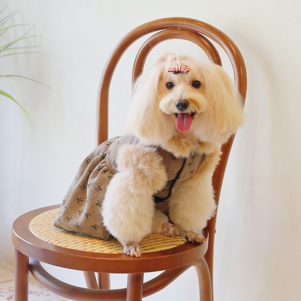 Ozzie - Double Layer Casual Pet Dress