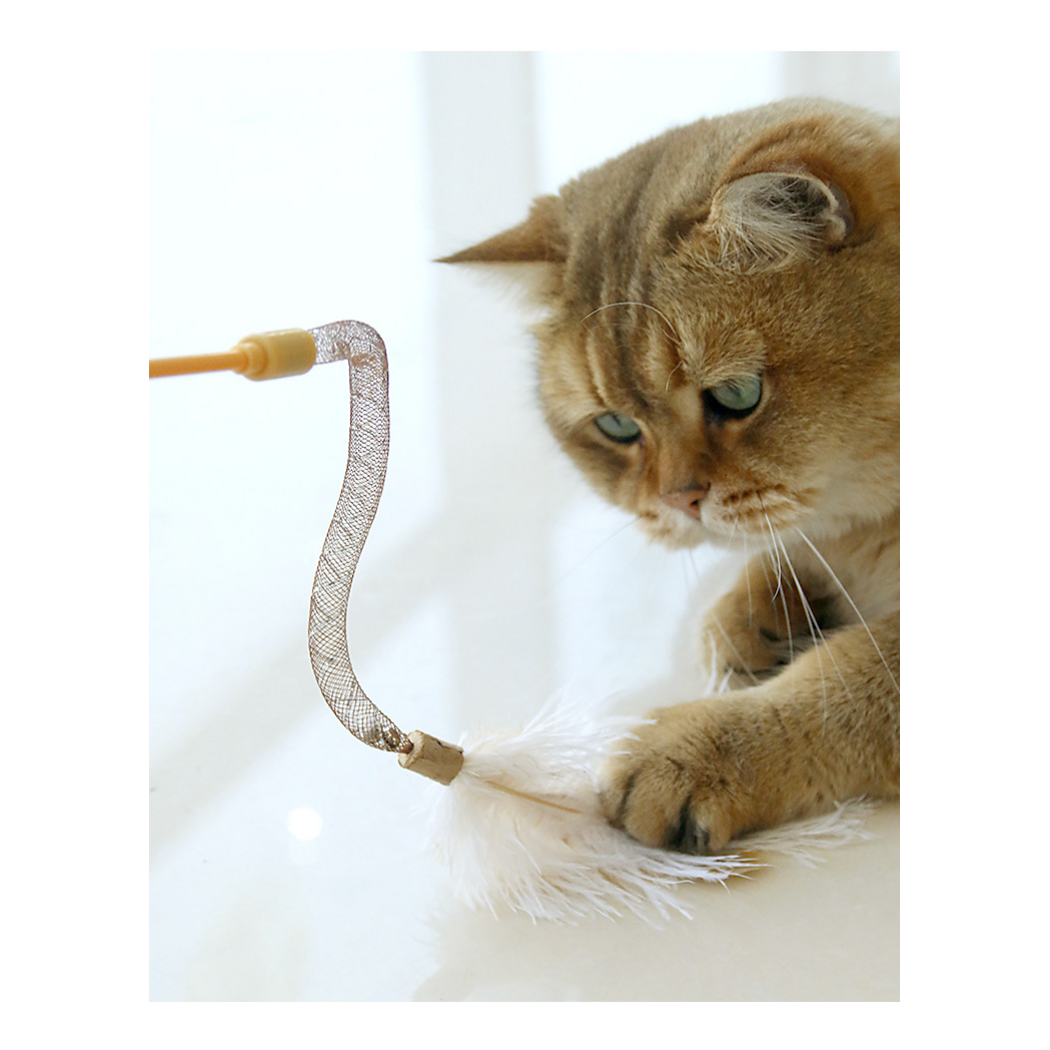 Golden cat resting a paw on the white feathers of a teaser wand