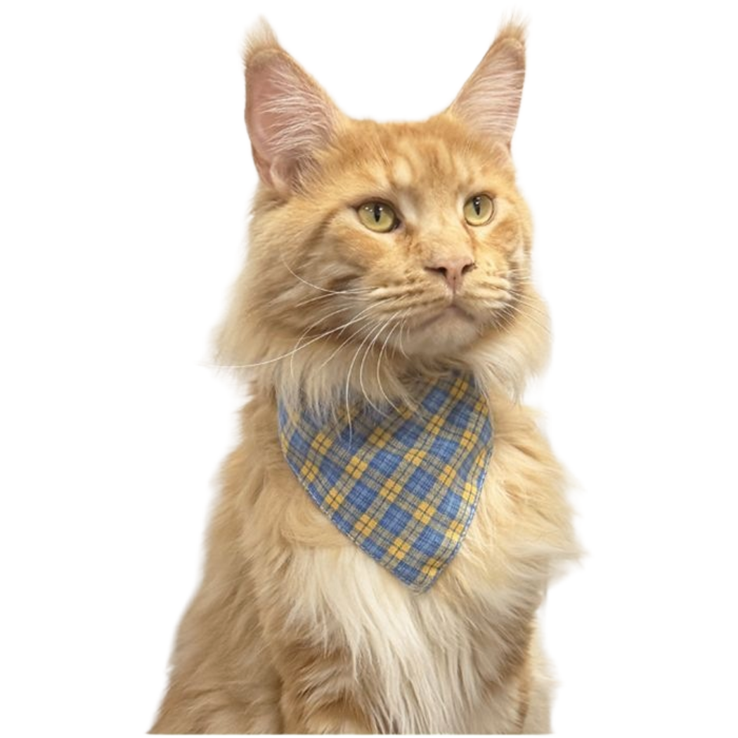 Blue plaid triangular pet neckwear worn by an orange cat