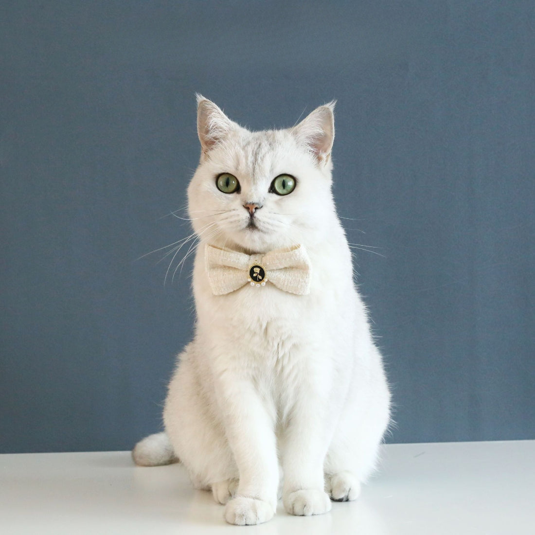 Close-up of Mokka vintage style bow cat collar showing bow detail