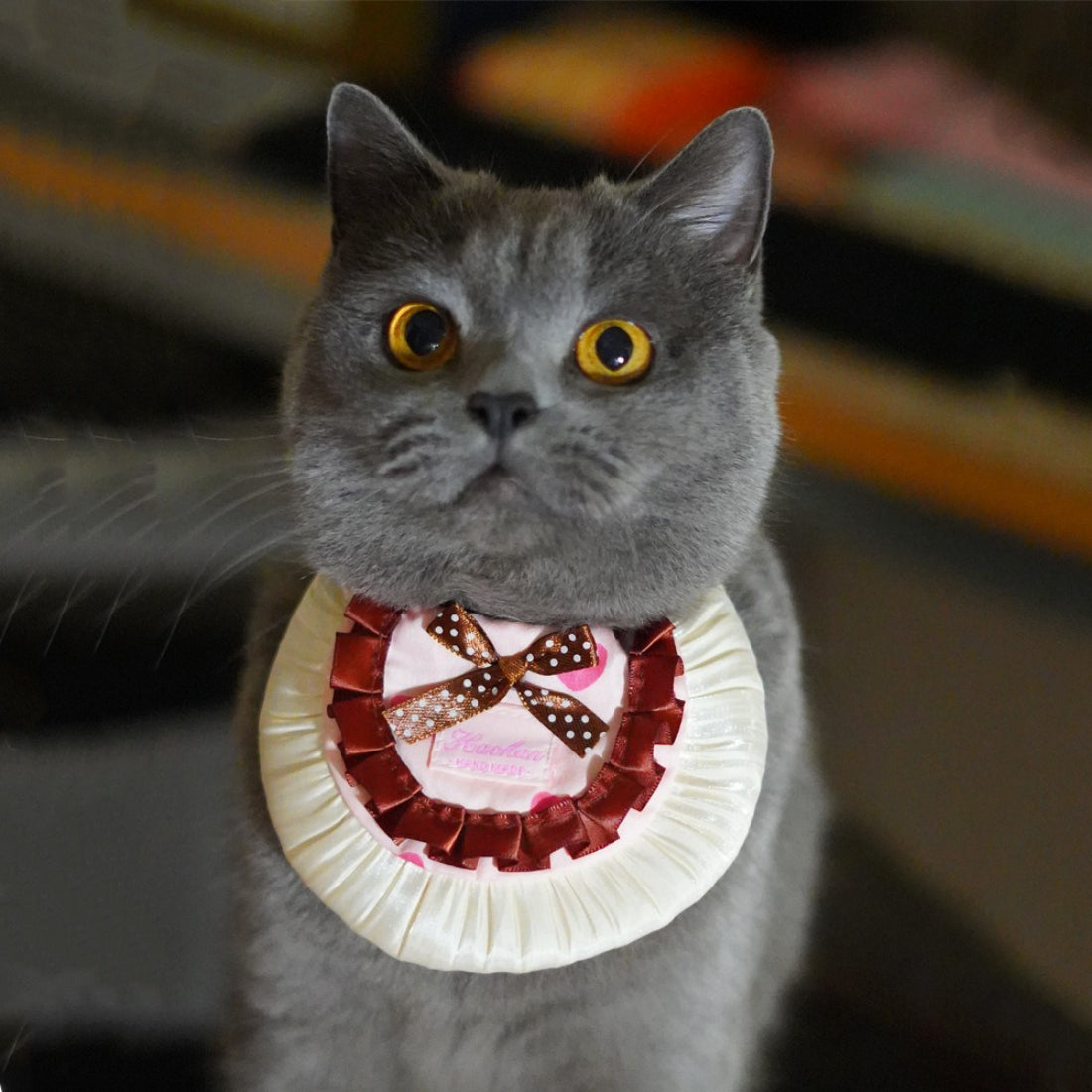 Mokka cat wearing a polka dot bow bib sitting on a wooden floor