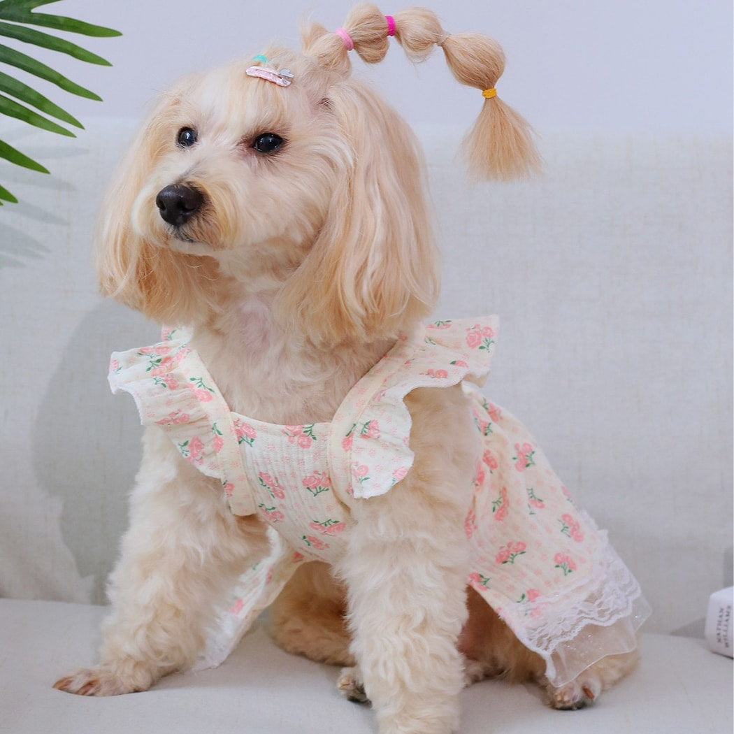 Ozzie - Lace Hem Rose Print Pet Skirt Dress
