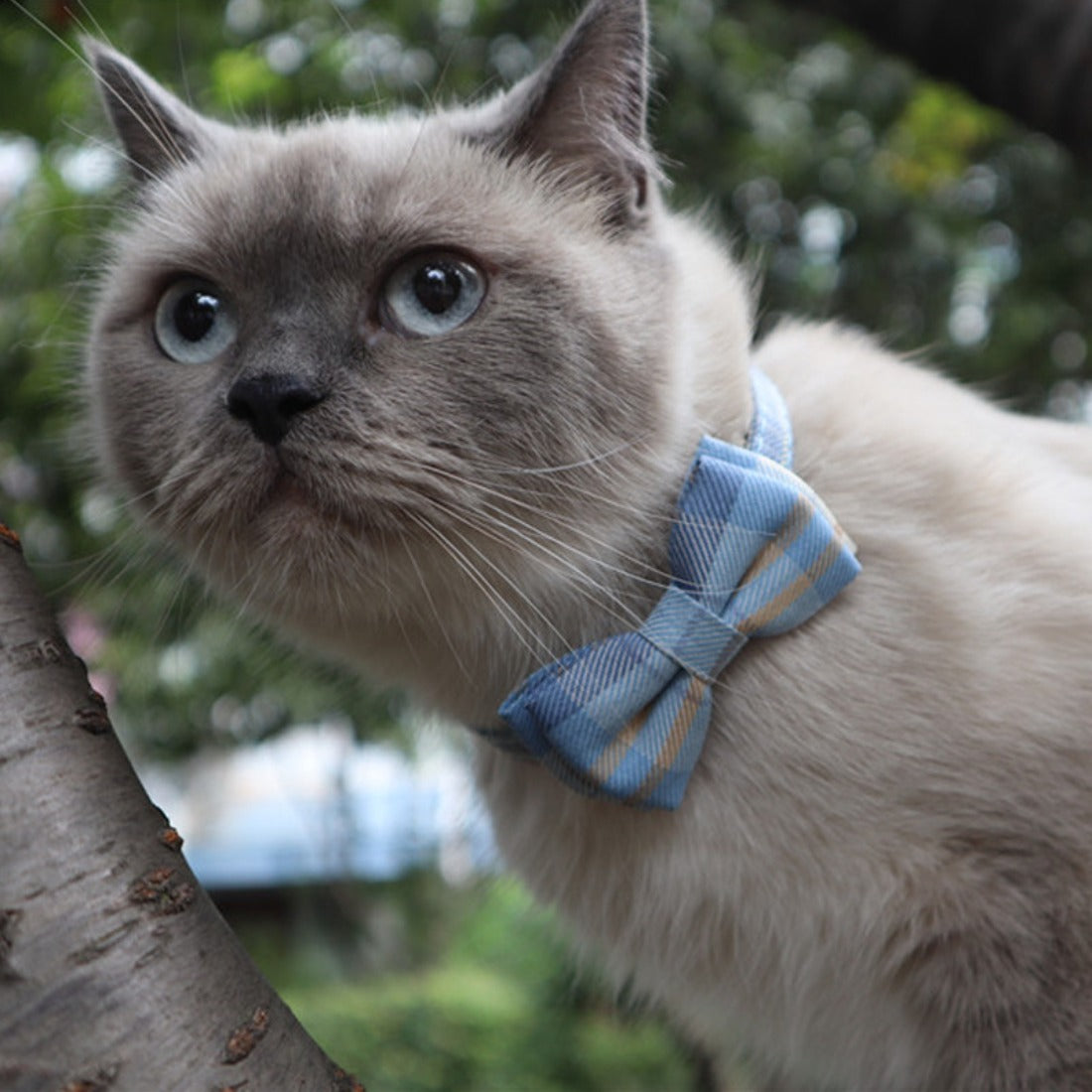 Mokka - British Plaid Bowtie Cat Collar