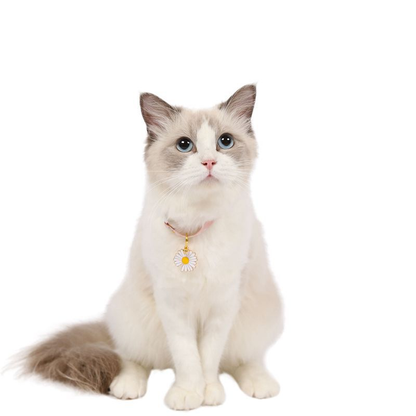 Pink daisy cat collar with flower charm worn by a white and gray cat