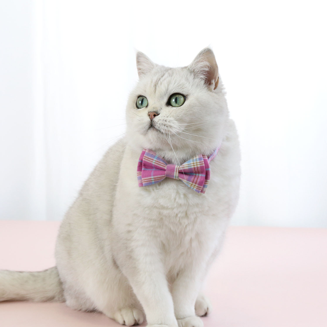 White cat wearing pink plaid bow-style cat neckwear