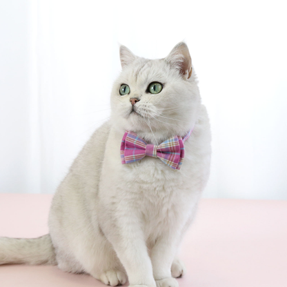 White cat wearing pink plaid bow-style cat neckwear