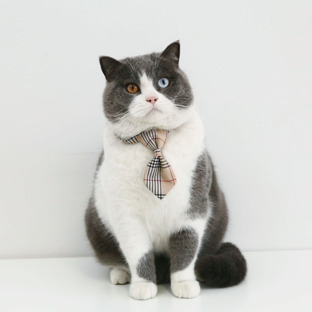 Gray and white cat wearing beige plaid necktie cat neckwear