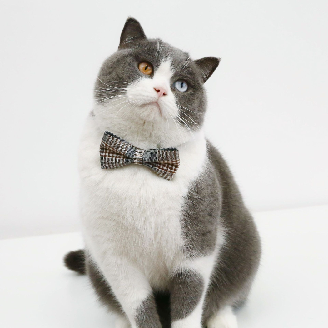 Gray and white cat wearing gray and brown plaid bow cat neckwear
