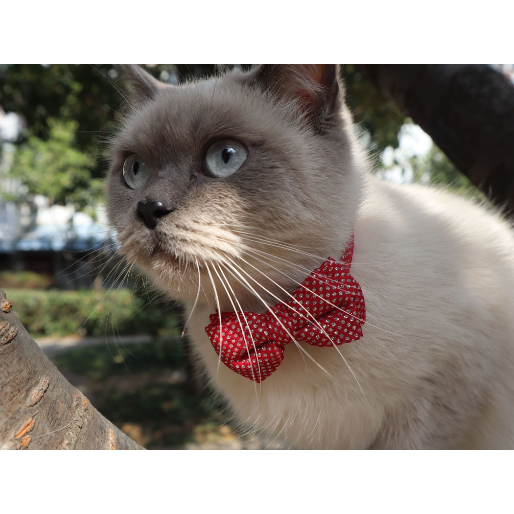 Cat wearing the red silver-dot bow collar outdoors
