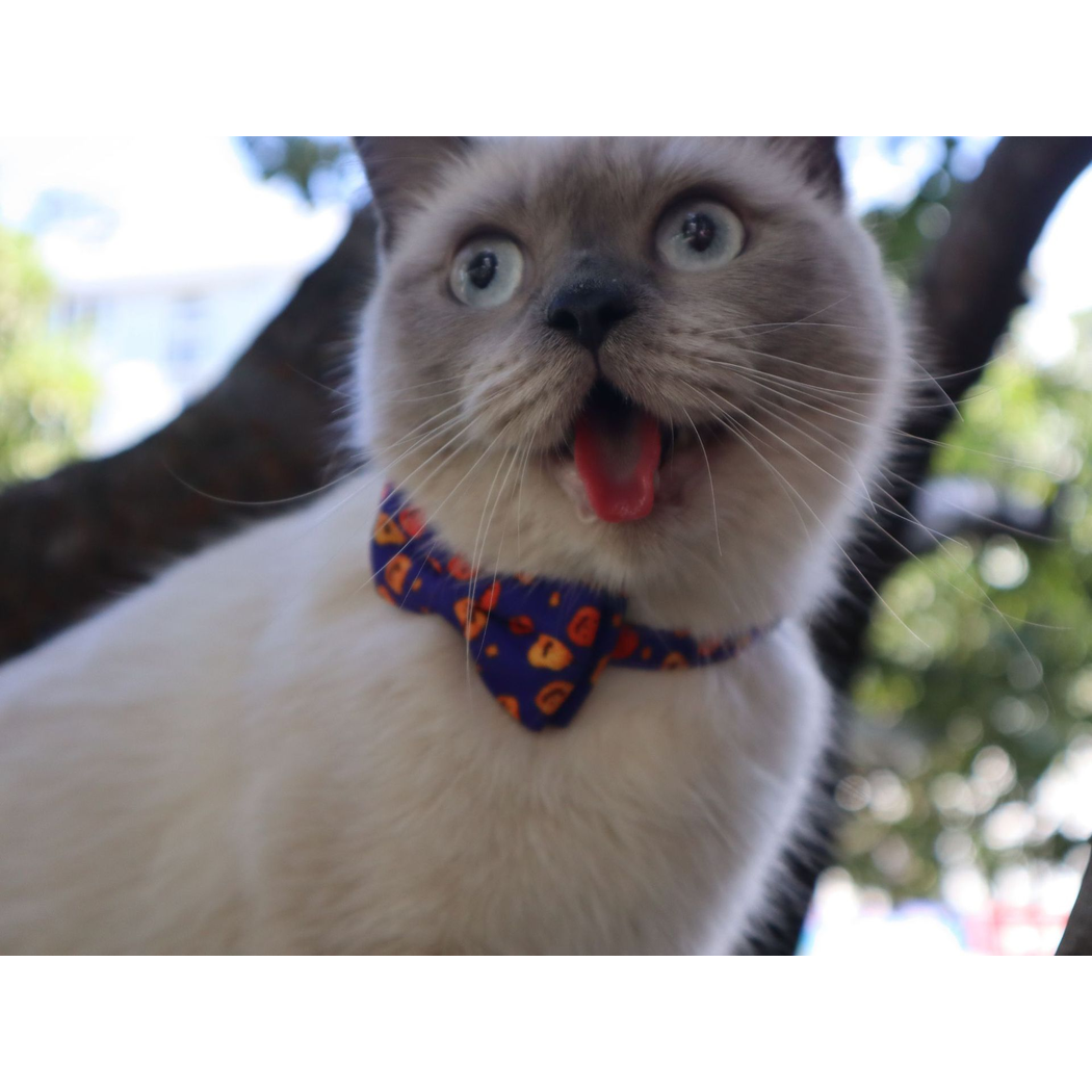 Cat wearing a purple pumpkin-print bow collar outdoors