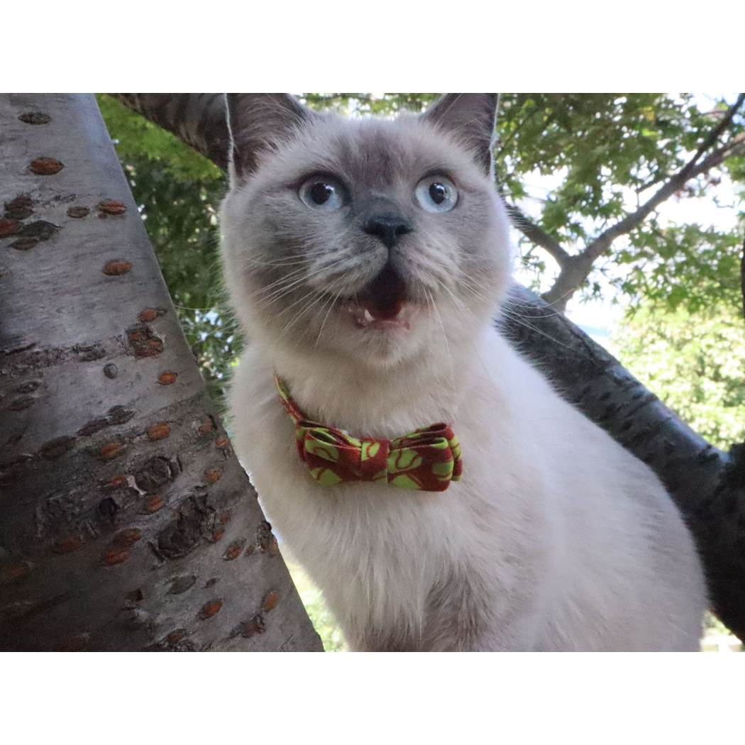 Cat wearing a red tennis ball print bow collar outdoors