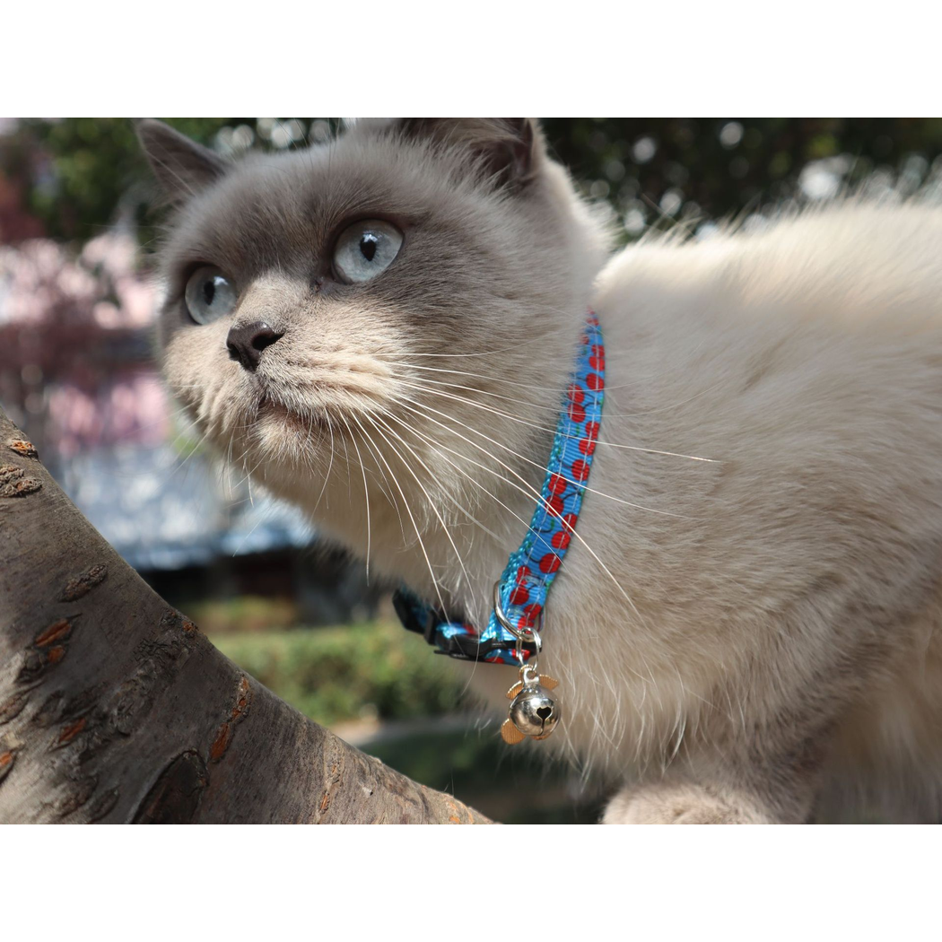 Cat wearing a light blue cherry-pattern collar with a bell and fruit-shaped charm outdoors
