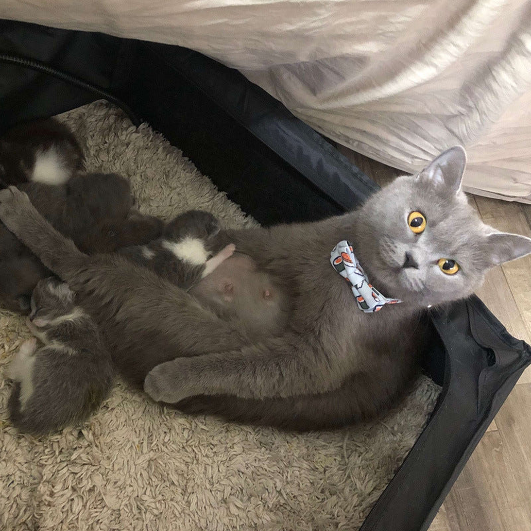 Gray cat wearing a light blue sushi-print bow collar