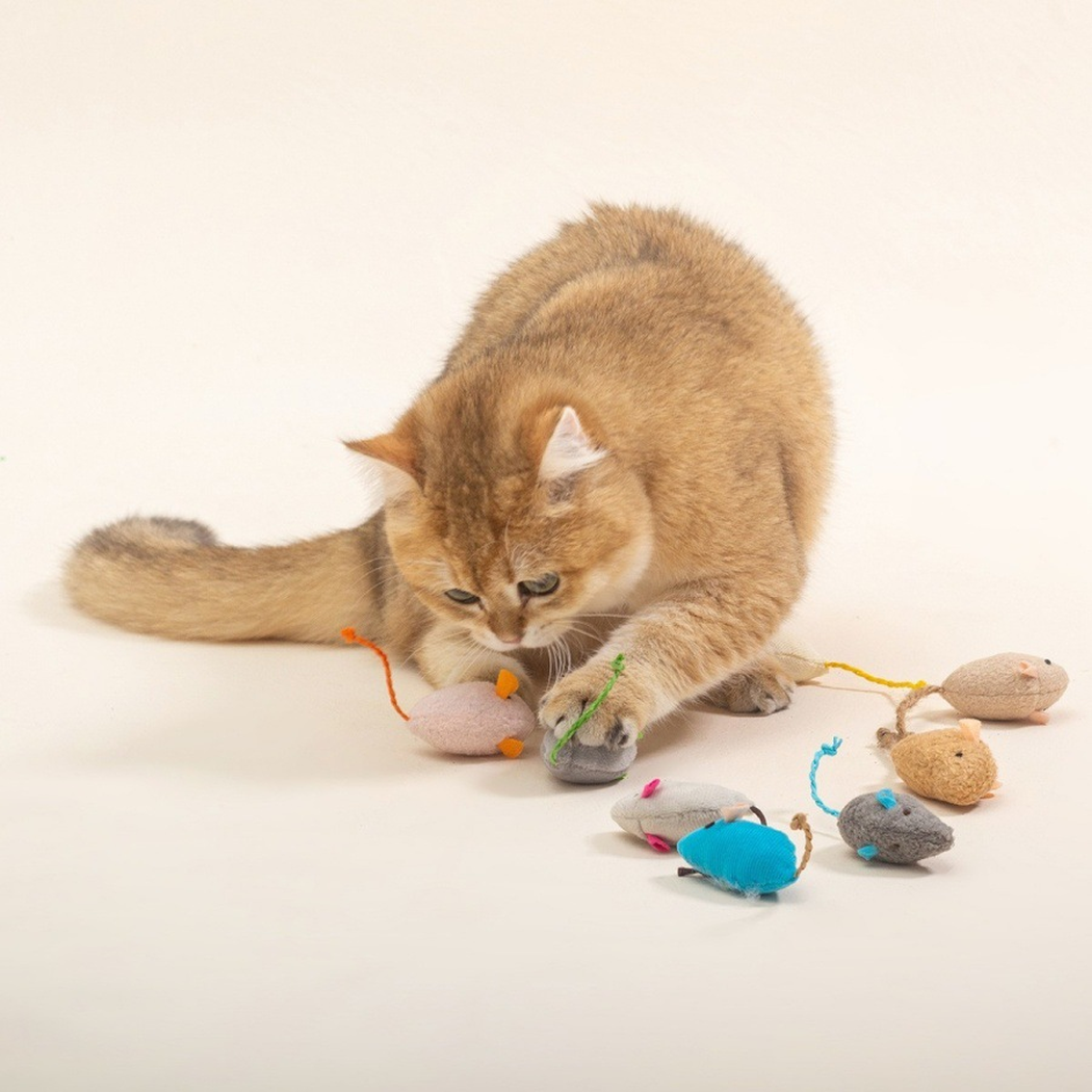 Cat batting assorted mouse-shaped toys in a studio setting
