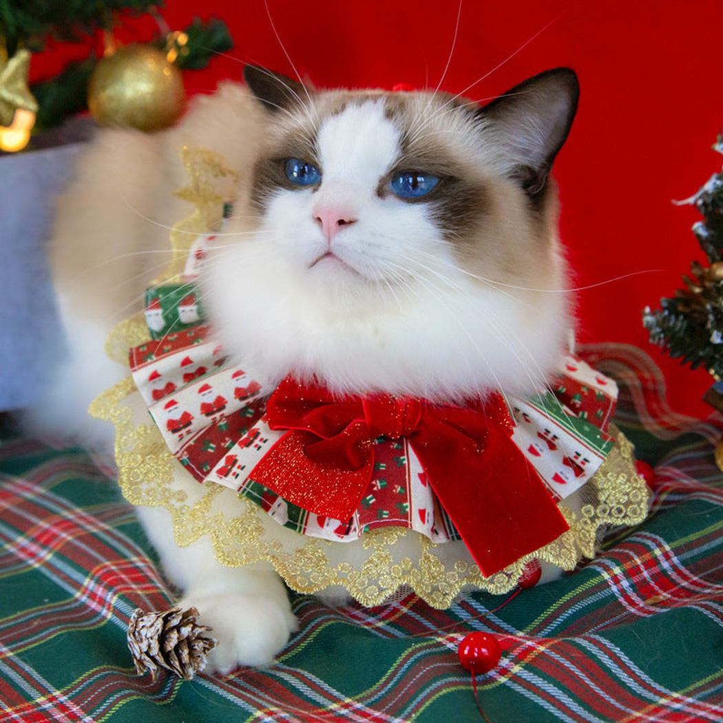Santa Bow cat neckwear worn by a cat in a festive setting