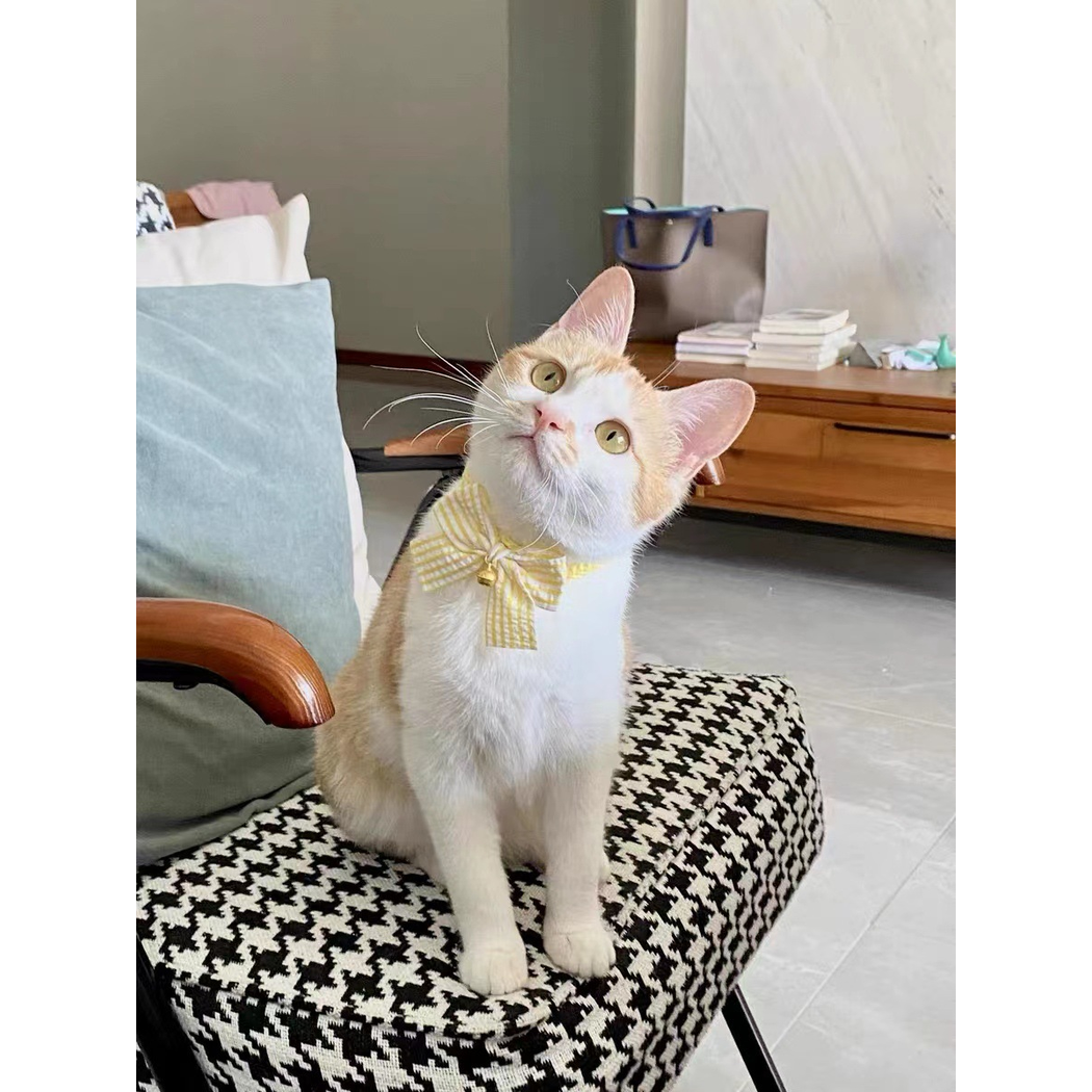 Cream and white cat wearing a yellow bow collar on a patterned chair