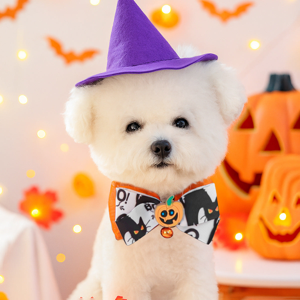 White dog wearing black-and-white cat-print bow pet neckwear in a pumpkin display