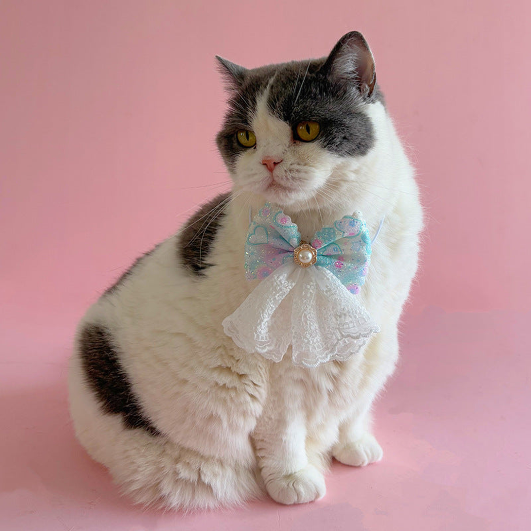 Cat wearing light blue bow pet neckwear with white lace-look tails