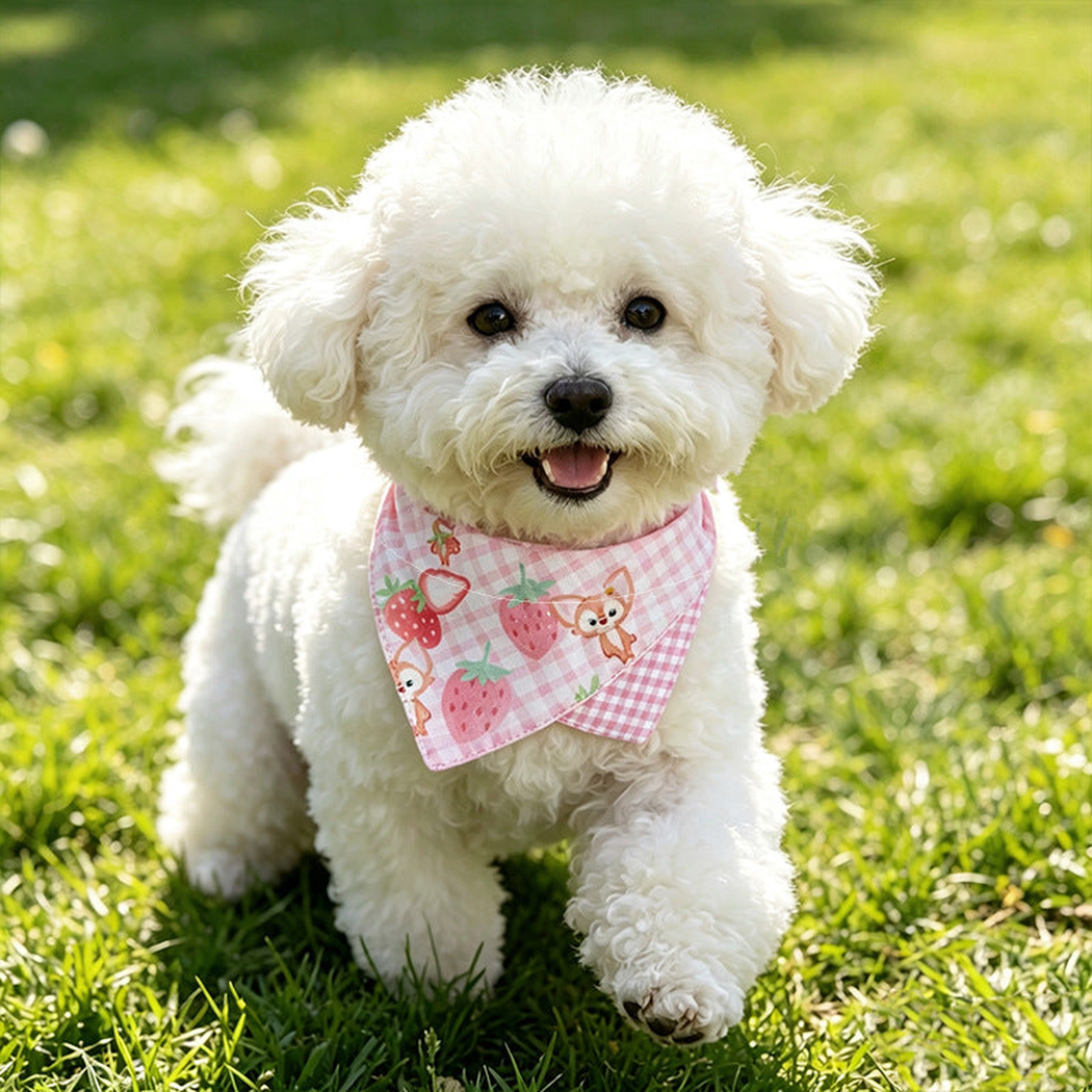 Small white dog wearing pink fox and strawberry pet neckwear outdoors