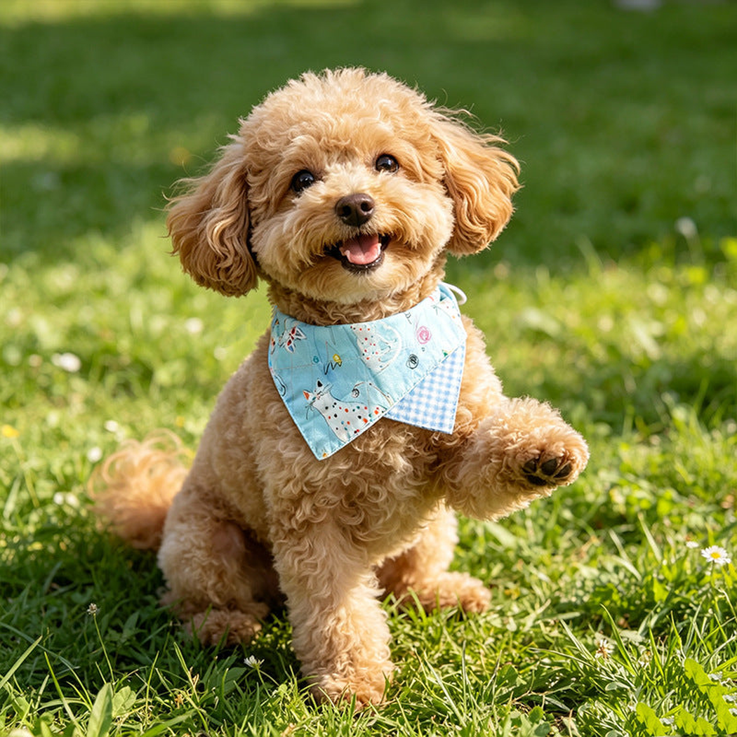 Light blue doodle cat pet neckwear worn by a curly-coated dog outdoors